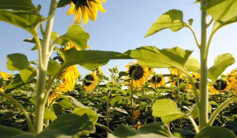 Qué es la agricultura regenerativa