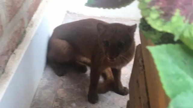 Entre Ríos | Un puma en extinción apareció en el patio de una casa