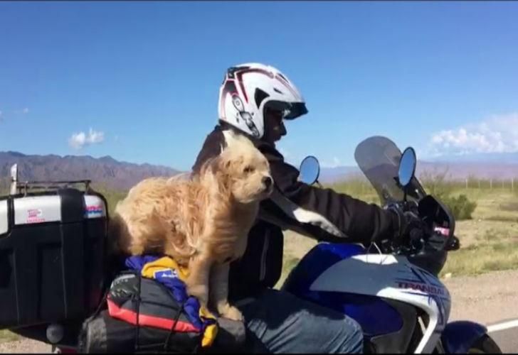 Video | 'Pocho' el perro que recorre la Argentina en moto