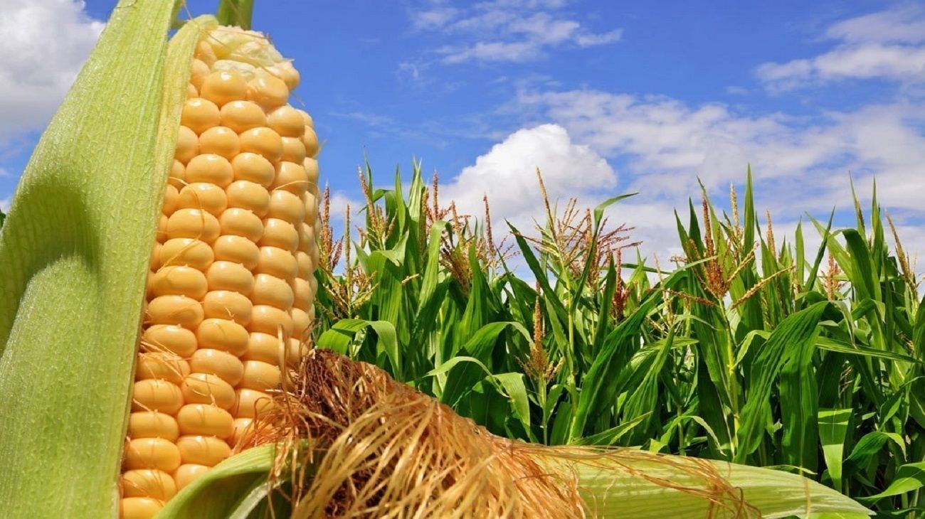 Maíz temprano: el agro prevén buenos rindes para la cosecha temprana y tardía