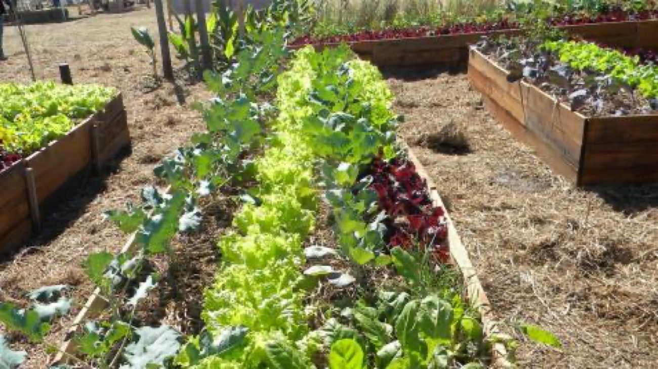 Cómo rediseñar la huerta familiar en otoño