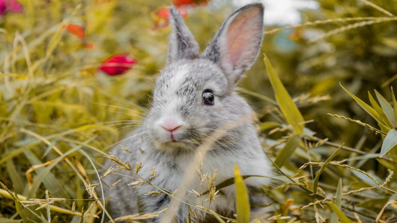 SENASA habilitó el ingreso de conejos como animales de compañía: cuáles son los requisitos