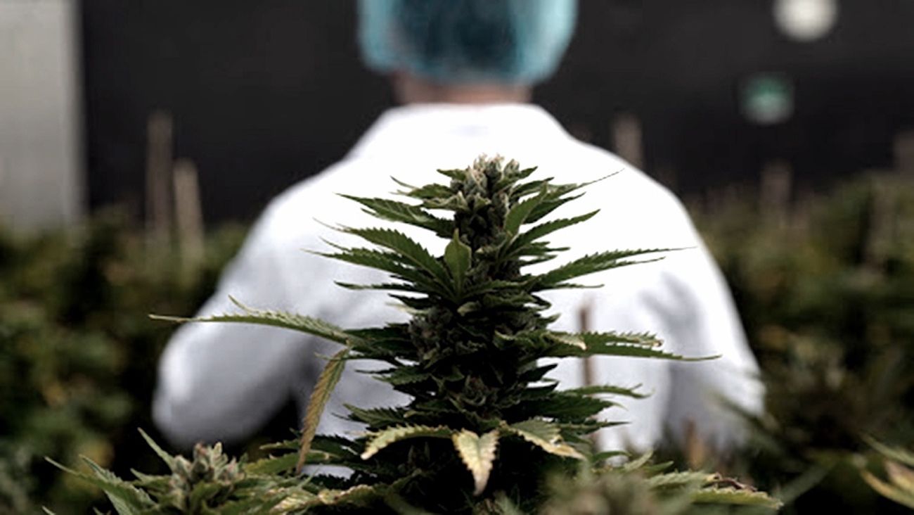 Cannabis medicinal: Mendoza incorpora el cultivo a sus actividades productivas