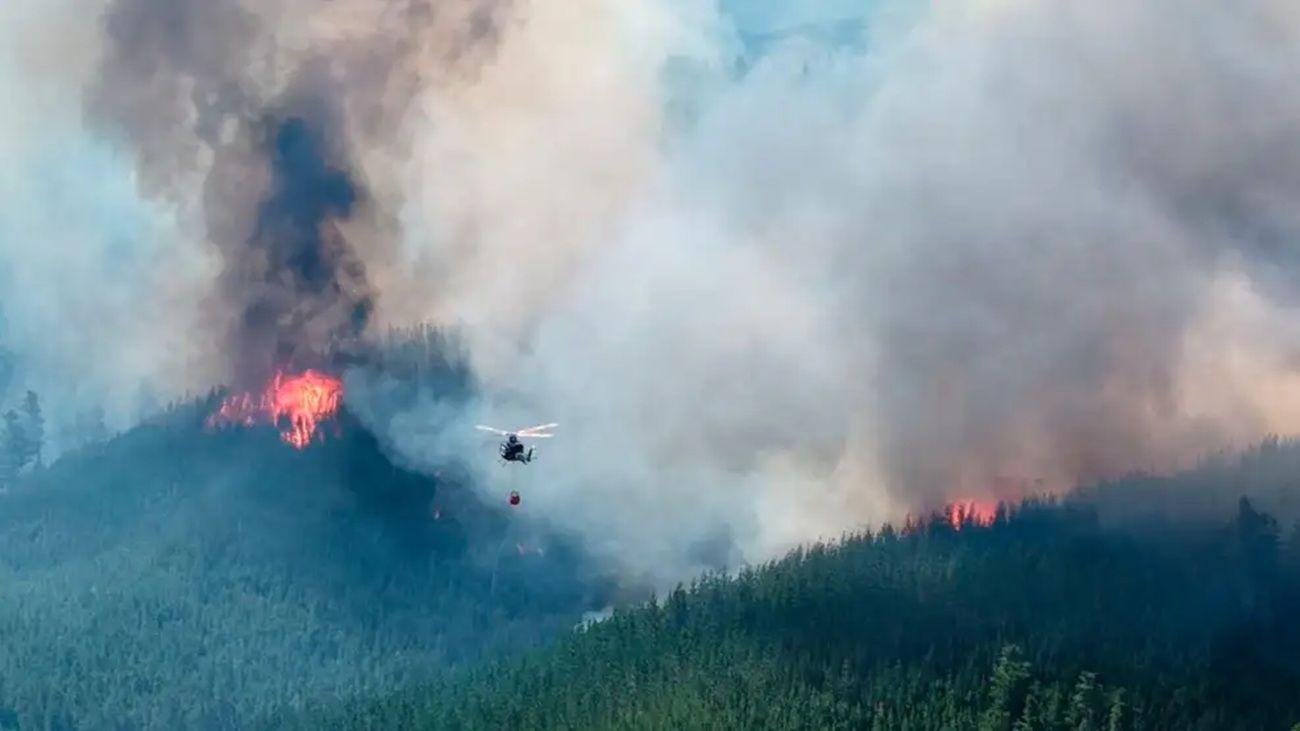 Empiezan a observarse los daños de los incendios: “Grandes extensiones de bosque nativo desaparecieron”