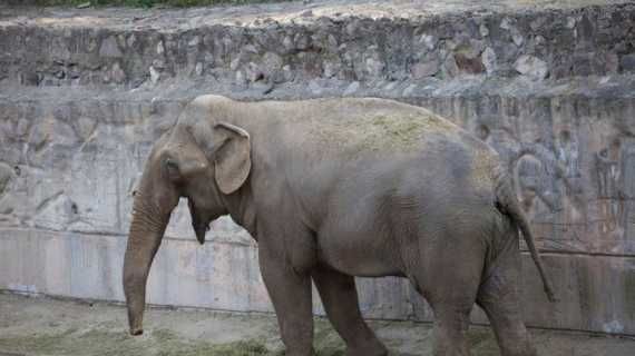 Murió el elefante Tamy tras pasar décadas en cautiverio