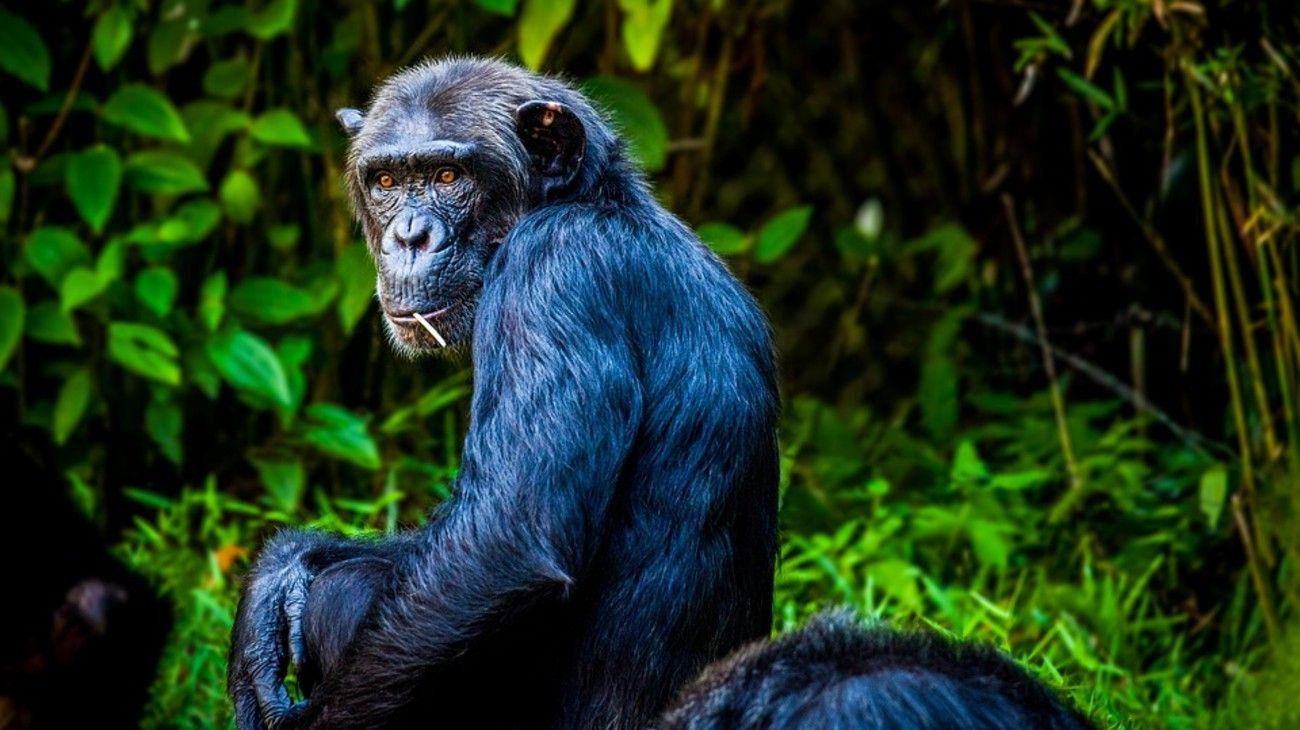 Misteriosa bacteria está matando chimpancés y tiene alto riesgo de transmitirse a humanos