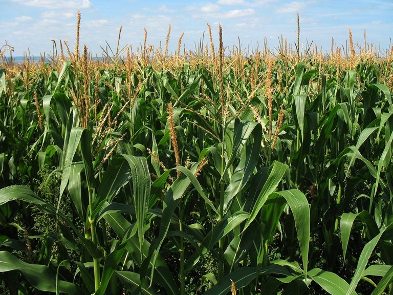 Un especialista explicó como afectará el fenómeno Niño en el área agrícola