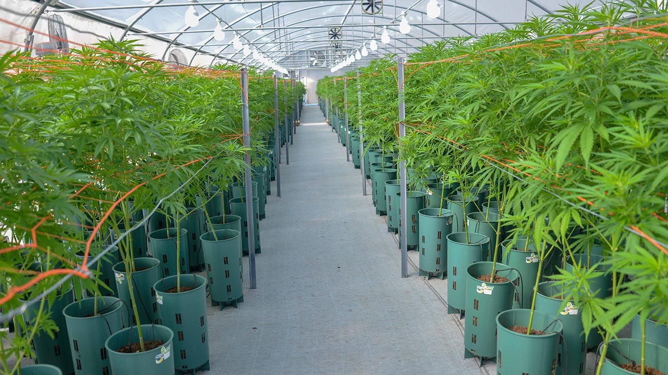 El Gobierno aprobó dos proyectos de investigación para el cultivo de cannabis