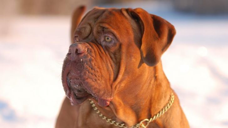 Un dogo de Burdeos atacó a una embarazada en el country Manantiales 2
