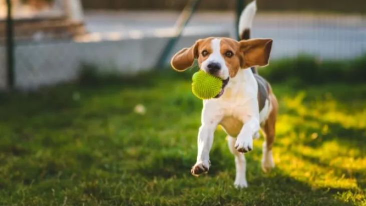 Vacaciones con perros: ¿Cuáles son las recomendaciones?