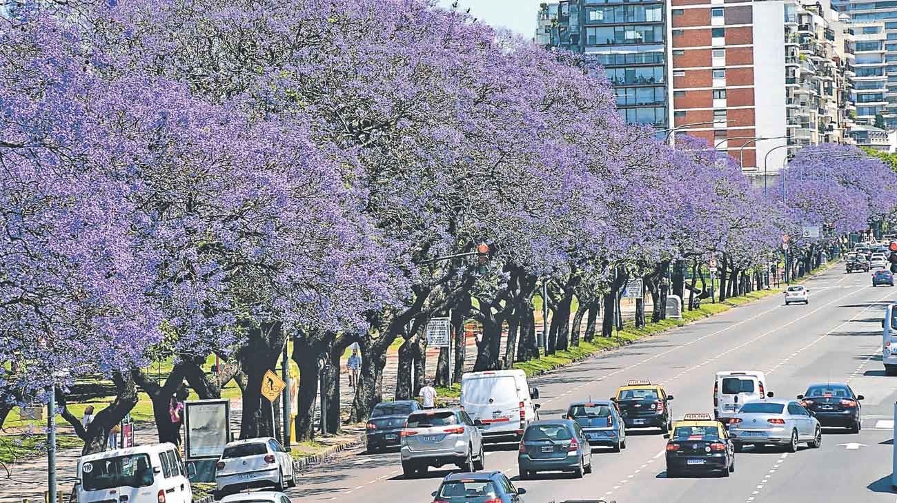 Impulsan triplicar en cuatro años la cantidad de jacarandás en la Ciudad