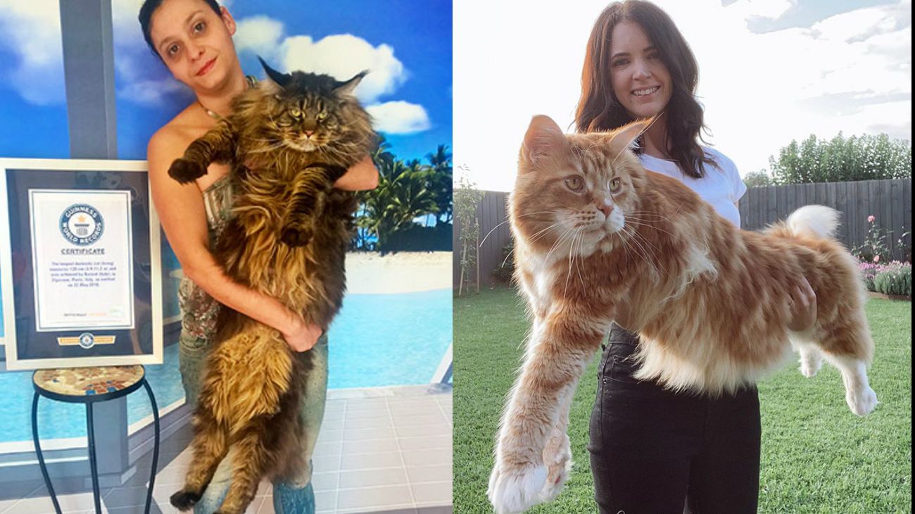 El gato Omar: mide 120 centímetros y compite por ser el más largo del mundo