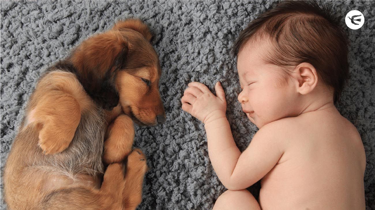 ¿Hijos con cuatro patas? La irrefrenable humanización de las mascotas