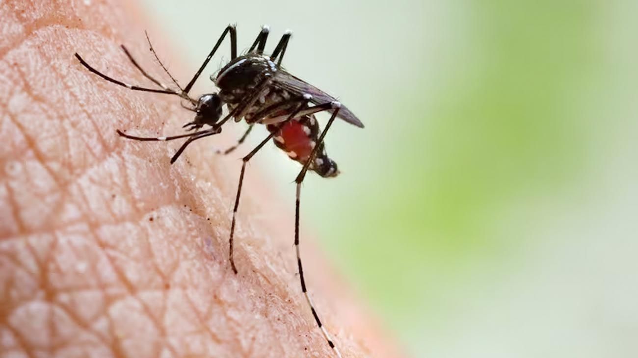 Dengue: se registró el primer caso autóctono en Buenos Aires
