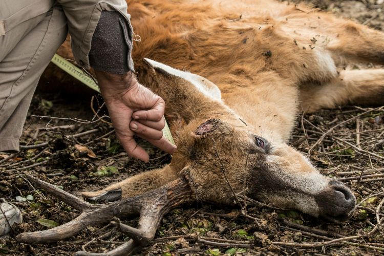 Hallan cerca de 200 ciervos muertos en el Delta bonaerense