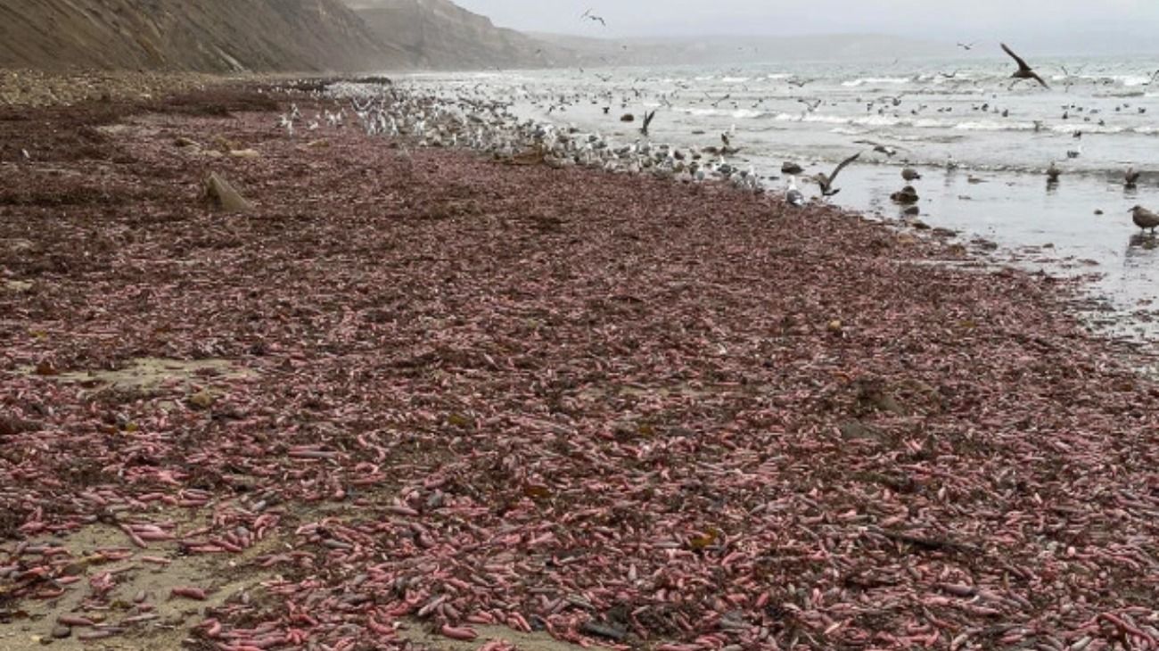 Una tormenta arrastró miles de "peces pene" a las playas de California