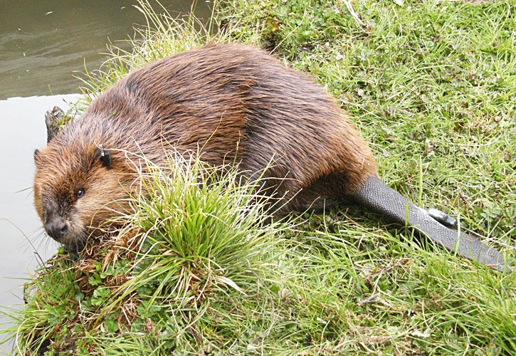 Buscan controlar especies exóticas invasoras