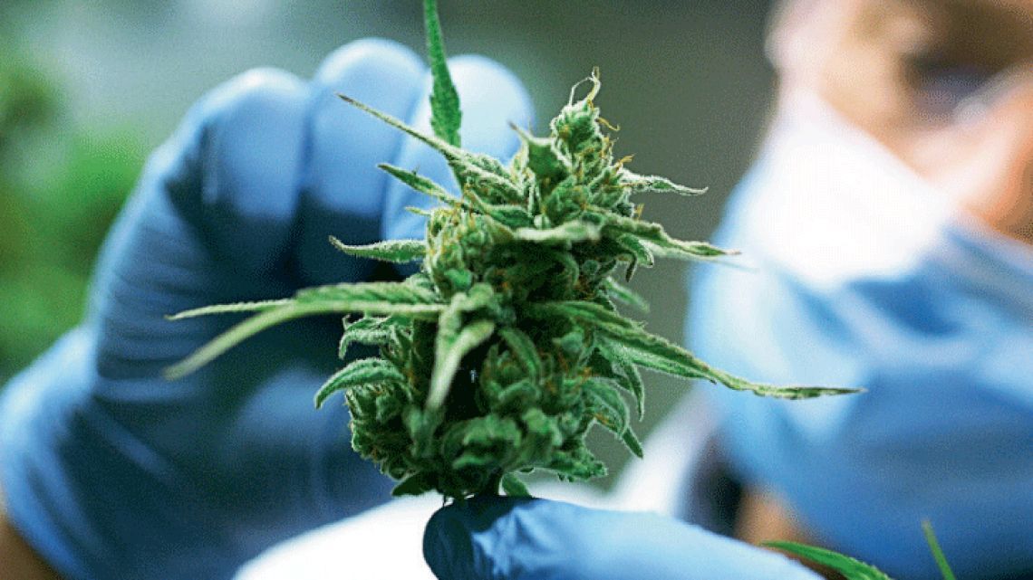 Uruguay busca aumentar exportaciones de cannabis