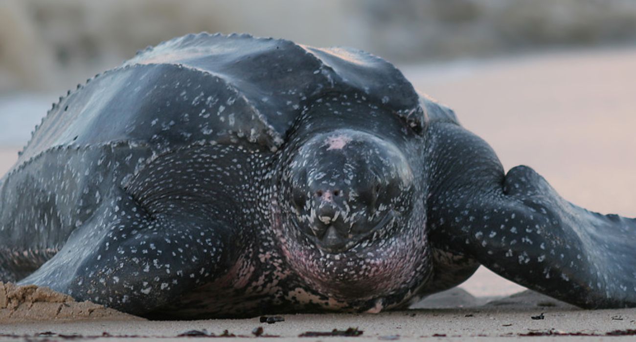 Encuentran a una de las tortugas más grandes del mundo en Punta del Este