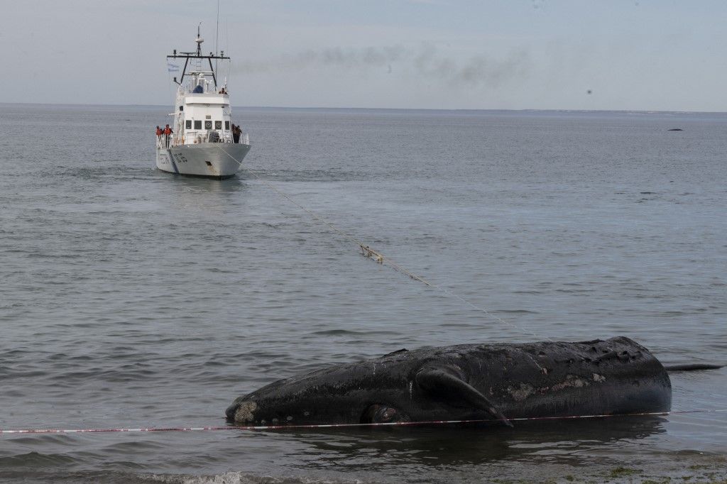 Fotos: las costas de Chubut se convirtieron en un cementerio de ballenas