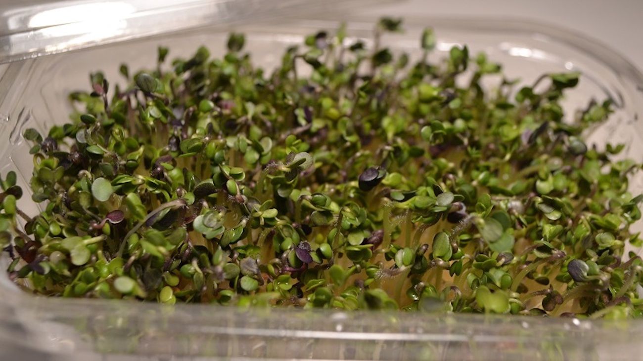 Germinados, brotes y microgreens: aportes nutricionales y cómo cultivarlos en casa