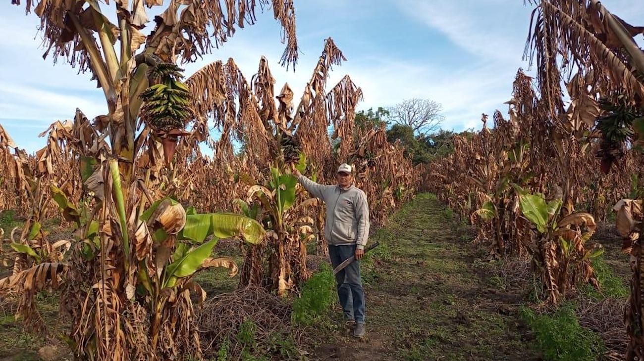 Las heladas arrasaron con las plantaciones de bananas en Formosa