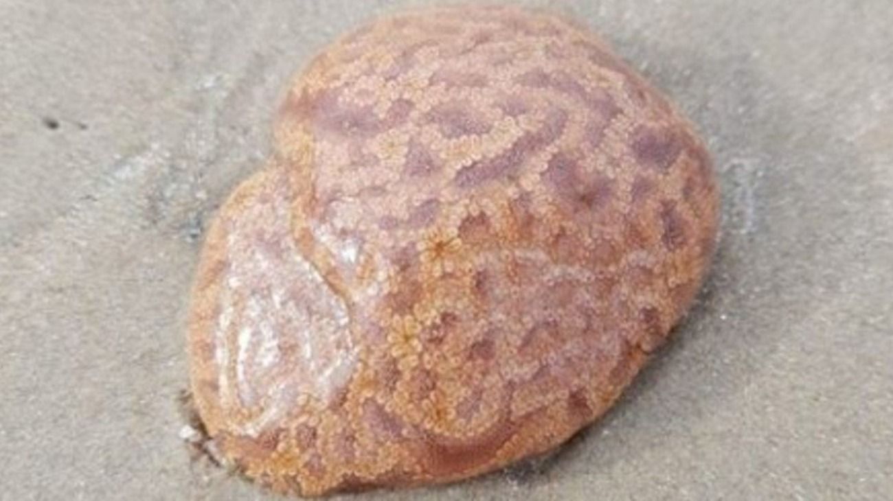 Encontró un "cerebro" mientras caminaba por la playa, lo tocó y le ocurrió algo impensado
