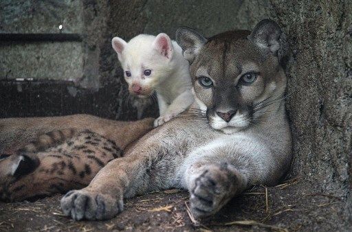 El nacimiento de un cachorro de puma albino revolucionó un zoológico: "Esto no se ve a menudo"