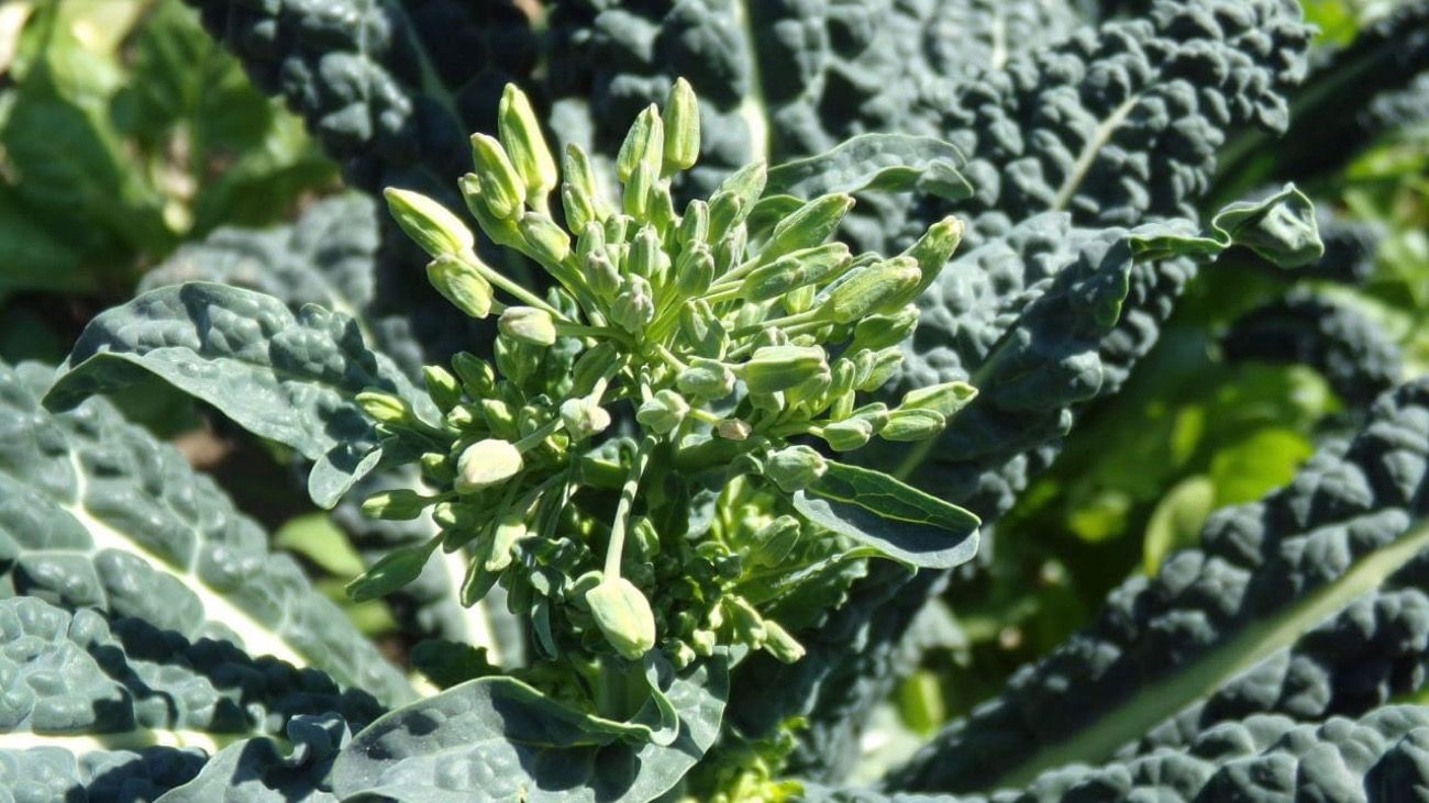 Cómo cultivar kale en la huerta familiar