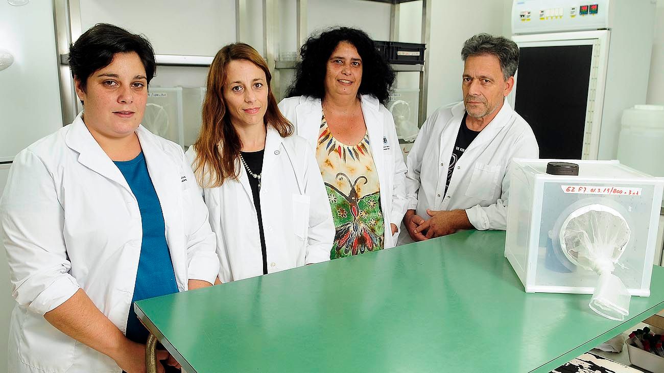 Argentina ya 'fabrica' mosquitos estériles para combatir el dengue
