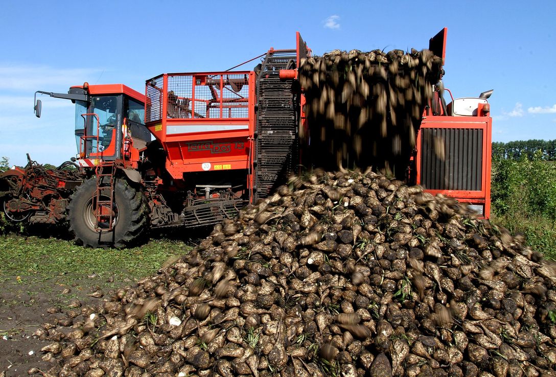 La vida no es tan dulce para productores chilenos de remolacha