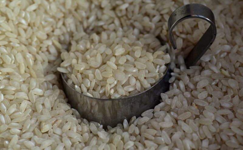 Crearon un arroz resistente a las sequías en Chile
