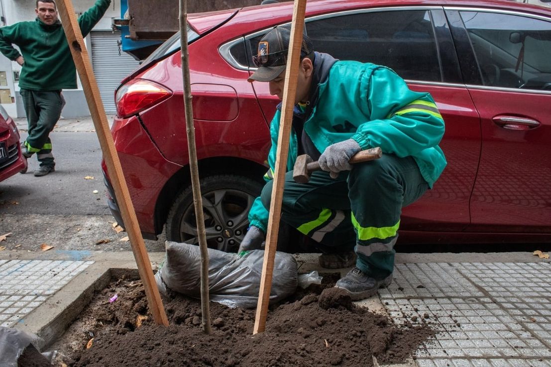 “Plan de Arbolado 2024" de CABA: expertos sugieren cambios y mejoras