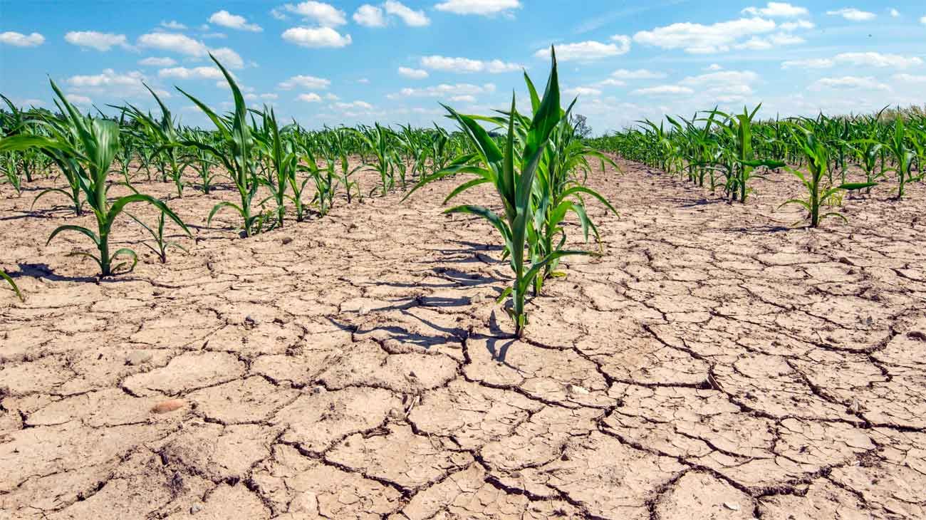La peor sequía del siglo puede provocar pérdidas de hasta 50% en las cosechas