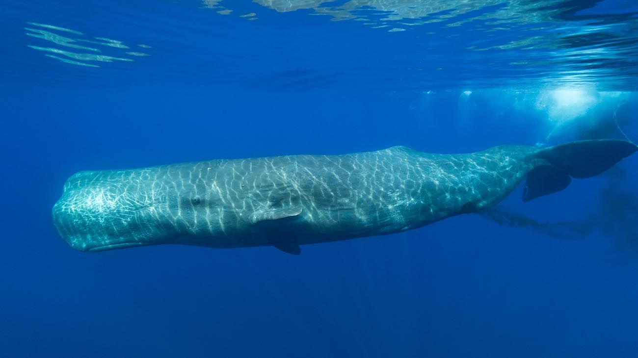 De pobres a millonarios, gracias al tesoro en el vientre de una ballena