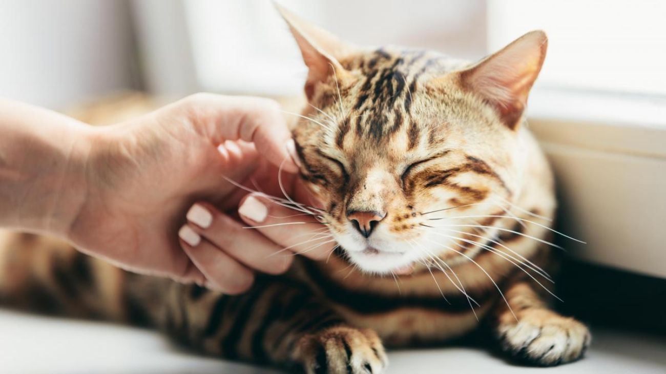 Nuevas revelaciones sobre el ronroneo de los gatos