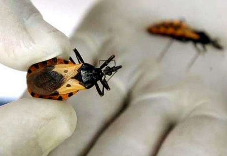 Califican al Mal de Chagas como "el nuevo sida de América"