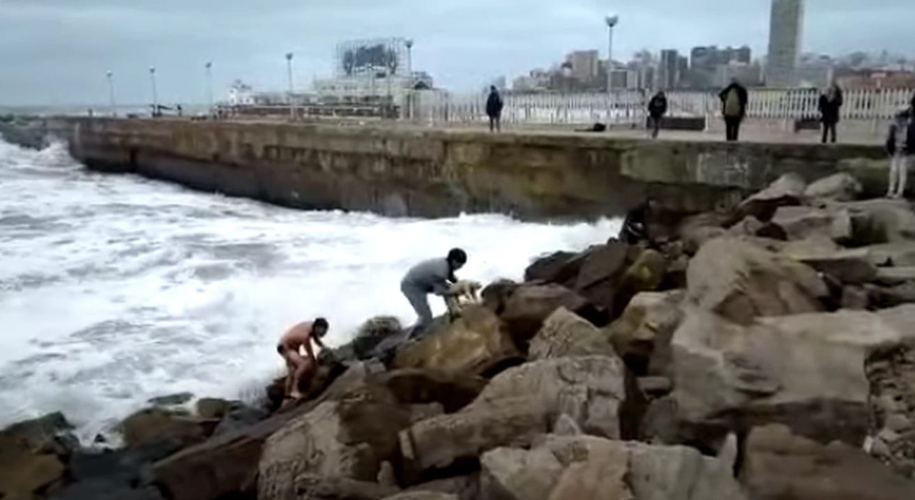 Un hombre se tiró al mar para rescatar a un perro que cayó cuando paseaba con sus dueños