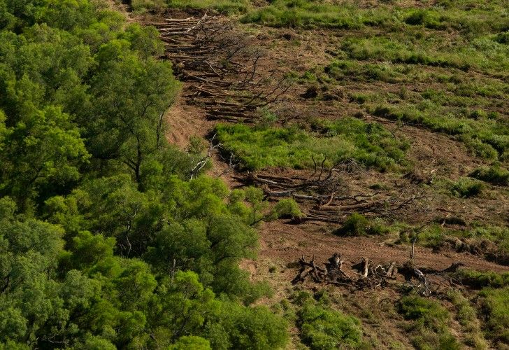 Legisladores denuncian el "avance del desmonte en plena cuarentena"