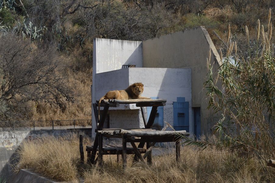 Una institución puesta al servicio de los animales