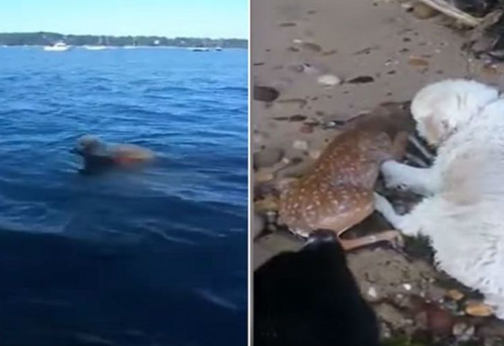 Heroico rescate animal: perro salva a un pequeño venado de ahogarse