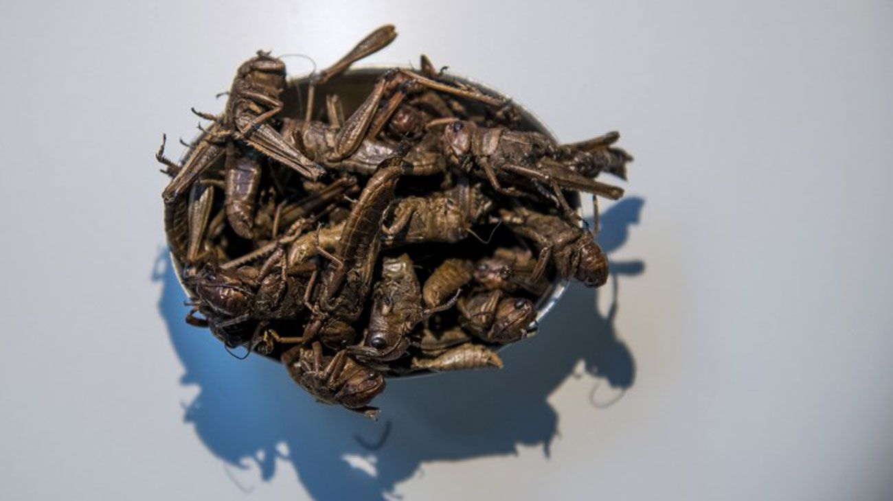 Los platos de comida más asquerosos del mundo en un museo