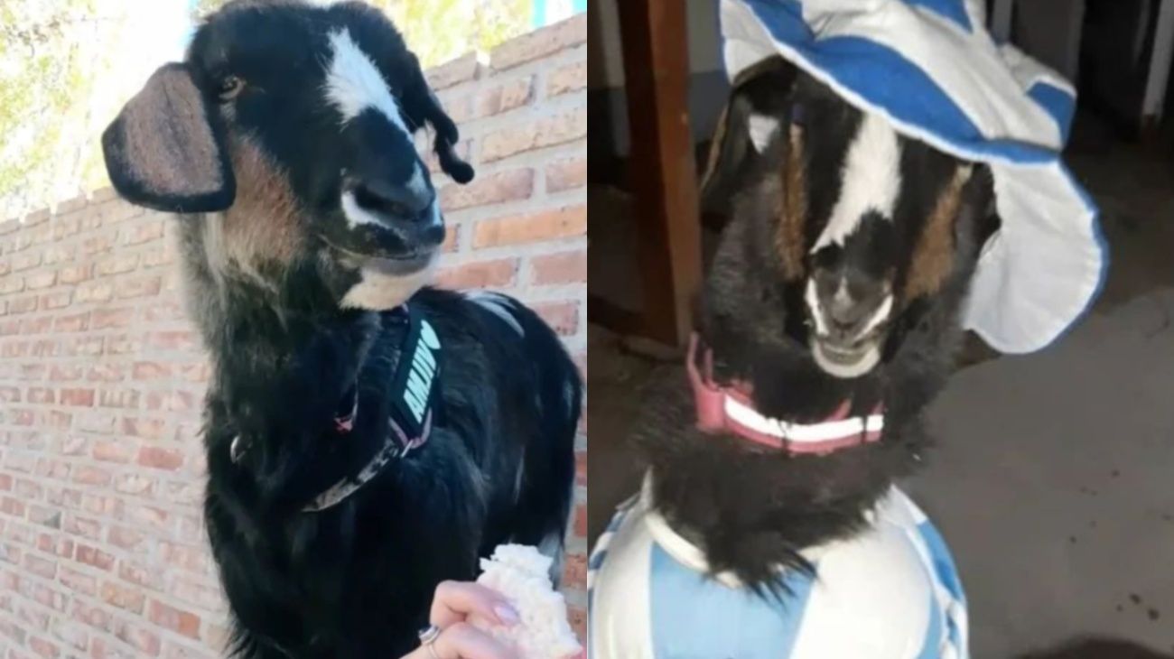 Vilma, la cabra fanática de la Scaloneta que salva vidas