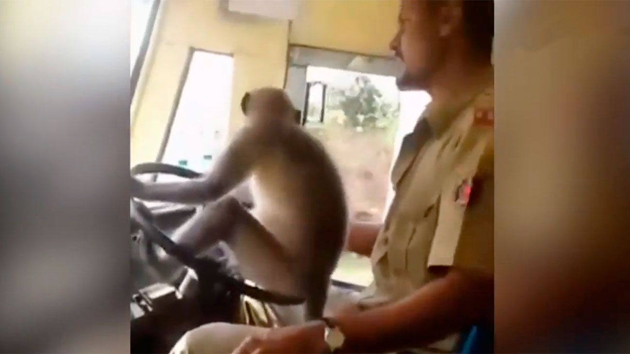 India: suspendieron a un colectivero que dejó manejar a un mono