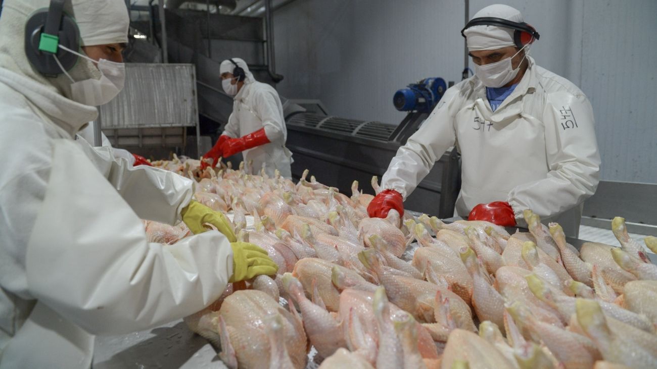 El Reino Unido reabrió su mercado a las exportaciones de carne de pollo argentina