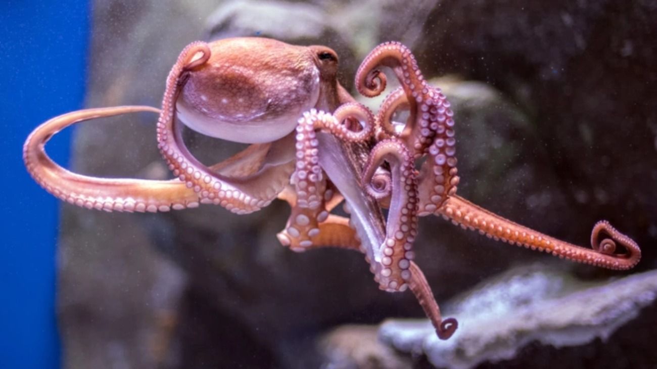 Quiso sacarse una foto con un pulpo y terminó en el hospital