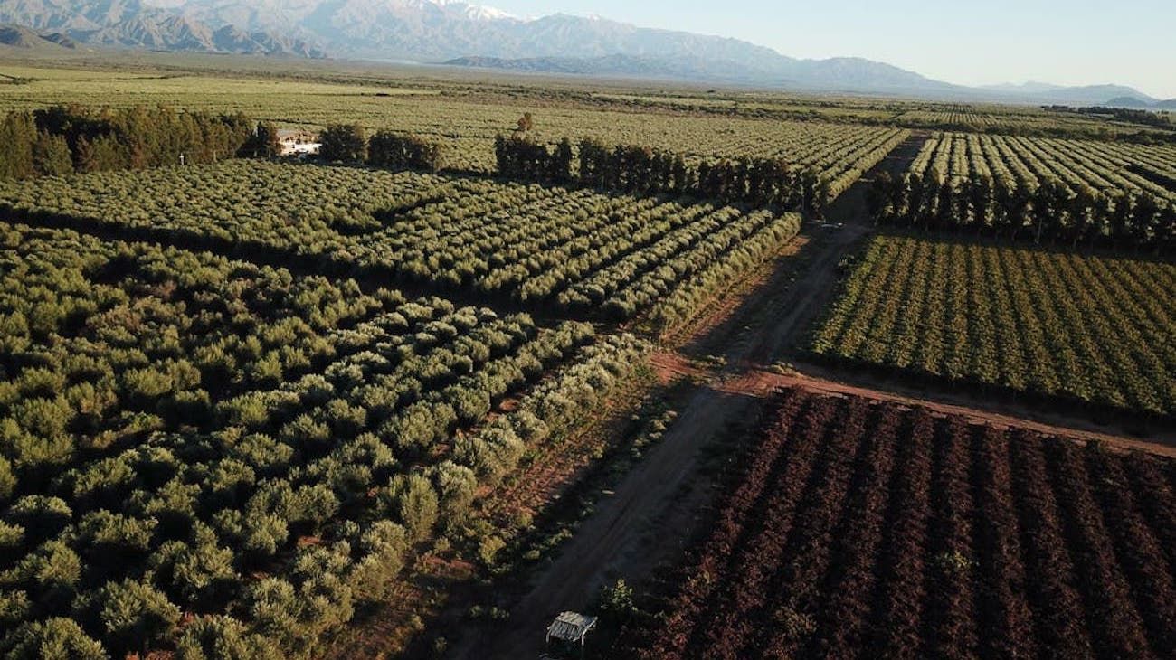 Desarrollan la primera planta que elabora biocombustible con residuos de olivos