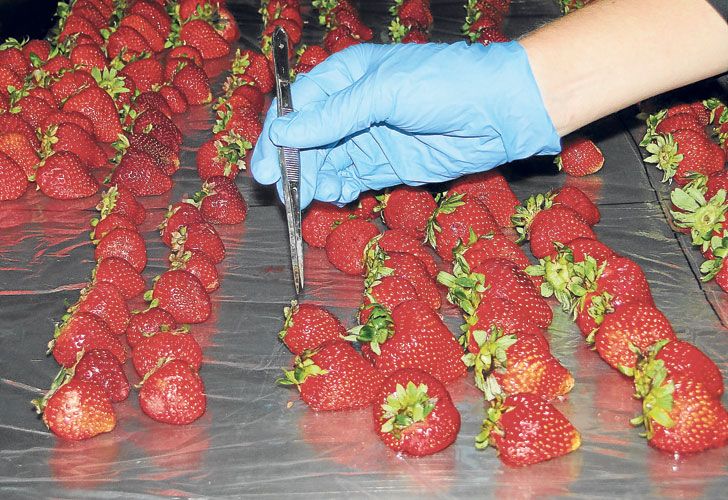 Científicos logran extender el 50% la vida útil de las frutillas