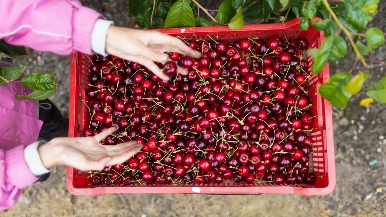 Las frutas chilenas, imán de inversiones y embajadoras del país