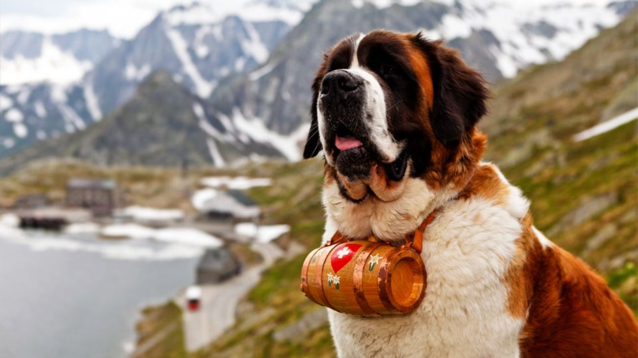 Un tiktoker denunció la explotación animal de un perro que usan para sacarse fotos en Bariloche